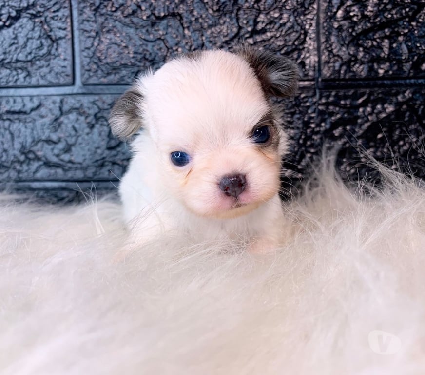 Animais Estimação à Venda Rio de Janeiro RJ Campo Grande, Rio de Janeiro - Fotos para Chihuahua pelo longo