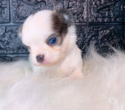 Animais Estimação à Venda Campo Grande, Rio de Janeiro Rio de Janeiro RJ - Fotos para Chihuahua pelo longo