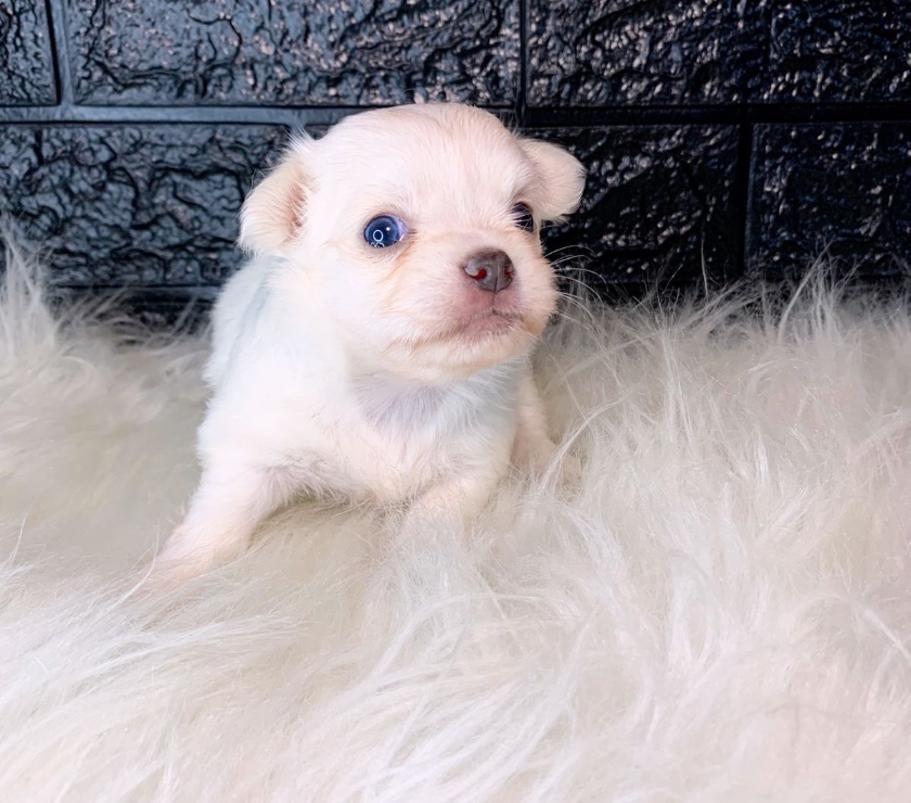 Animais Estimação à Venda Rio de Janeiro RJ Campo Grande, Rio de Janeiro - Fotos para Chihuahua pelo longo