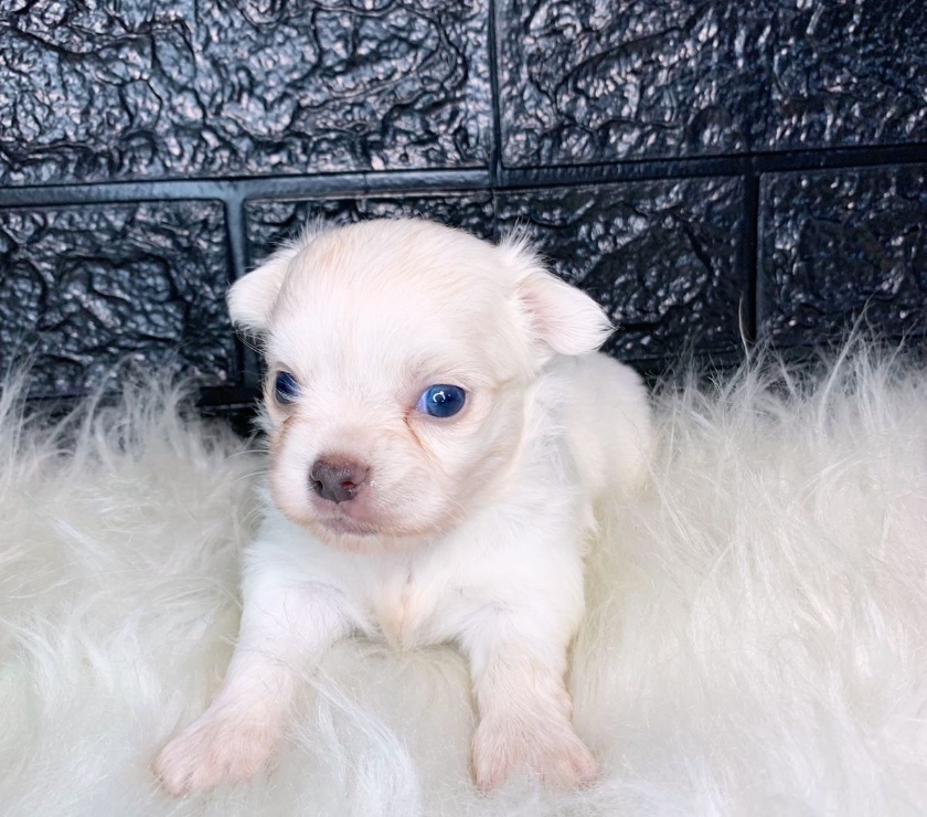 Animais Estimação à Venda Campo Grande, Rio de Janeiro Rio de Janeiro RJ - Fotos para Chihuahua pelo longo