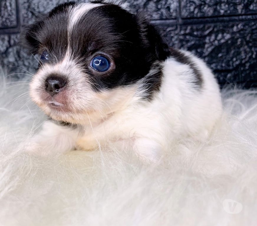 Animais Estimação à Venda Rio de Janeiro RJ Campo Grande, Rio de Janeiro - Fotos para Chihuahua fêmea de pelo longo