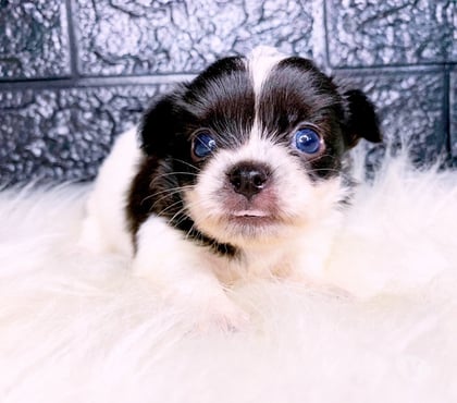 Animais Estimação à Venda Campo Grande, Rio de Janeiro Rio de Janeiro RJ - Fotos para Chihuahua fêmea de pelo longo