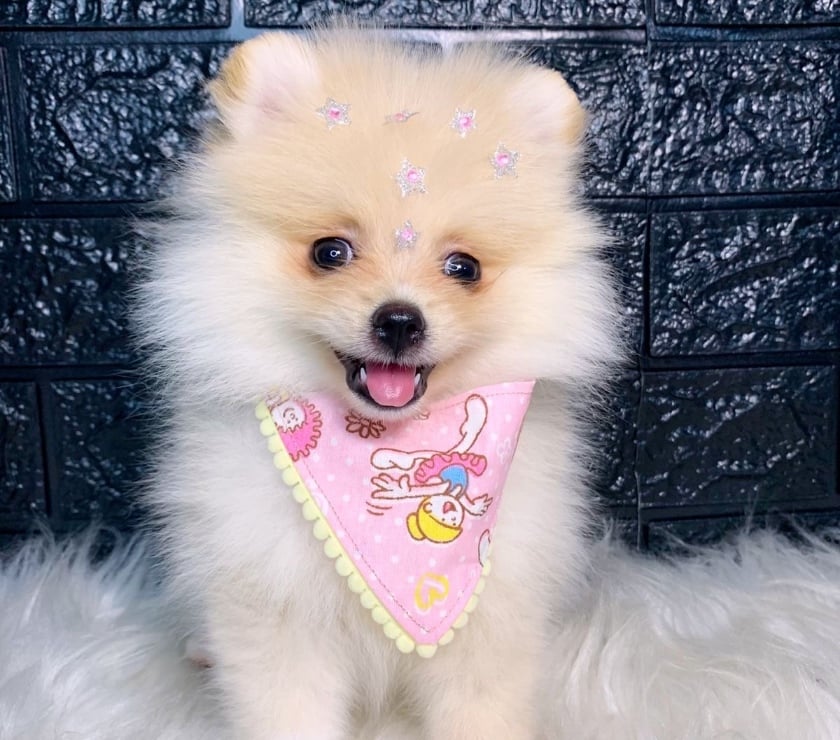 Animais Estimação à Venda Campo Grande, Rio de Janeiro Rio de Janeiro RJ - Fotos para Spitz alemão Fêmea