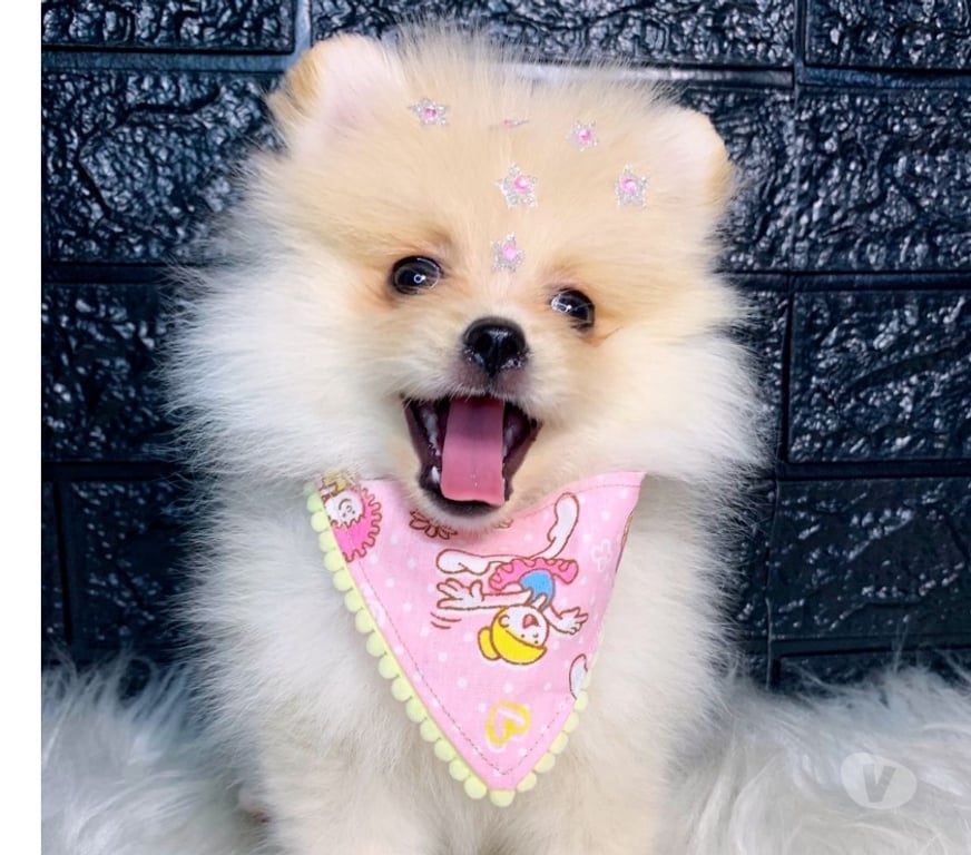 Animais Estimação à Venda Rio de Janeiro RJ Campo Grande, Rio de Janeiro - Fotos para Spitz alemão Fêmea