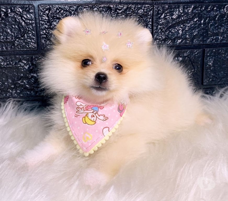 Animais Estimação à Venda Rio de Janeiro RJ Campo Grande, Rio de Janeiro - Fotos para Spitz alemão Fêmea