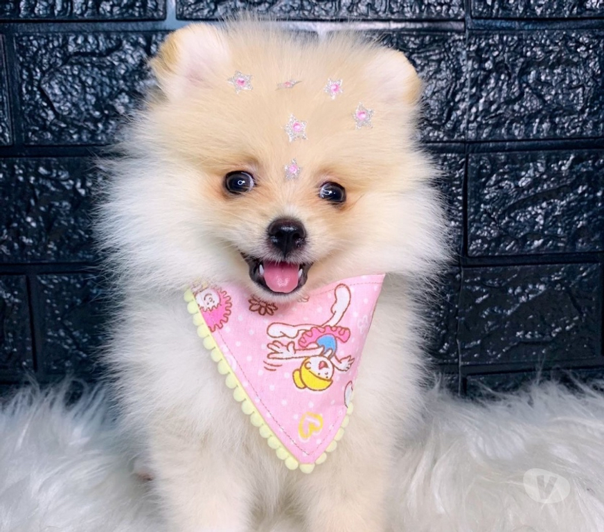 Animais Estimação à Venda Rio de Janeiro RJ Campo Grande, Rio de Janeiro - Fotos para Spitz alemão Fêmea