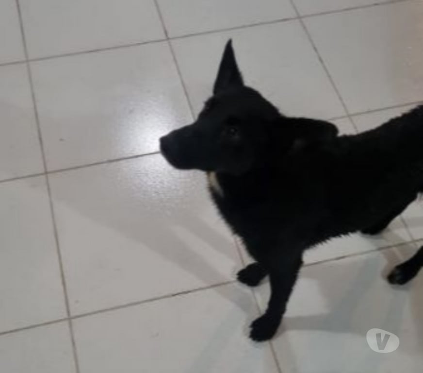 Adoção Animais de Estimação Guaratingueta SP - Fotos para Adoçao de cachorro
