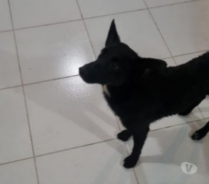 Adoção animais de estimação - Fotos para Adoçao de cachorro