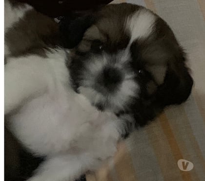 Animais Estimação à Venda Campo Grande, Rio de Janeiro Rio de Janeiro RJ - Fotos para Lindo cachorrinho da raça shih ztu