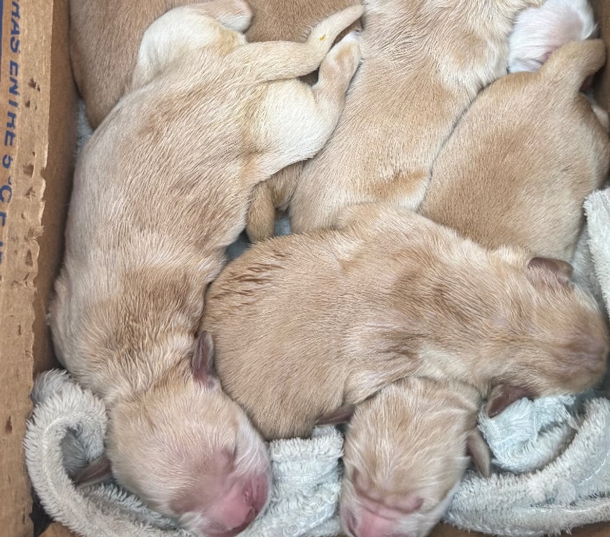 Animais Estimação à Venda Sorocaba SP - Fotos para filhotes de Golden