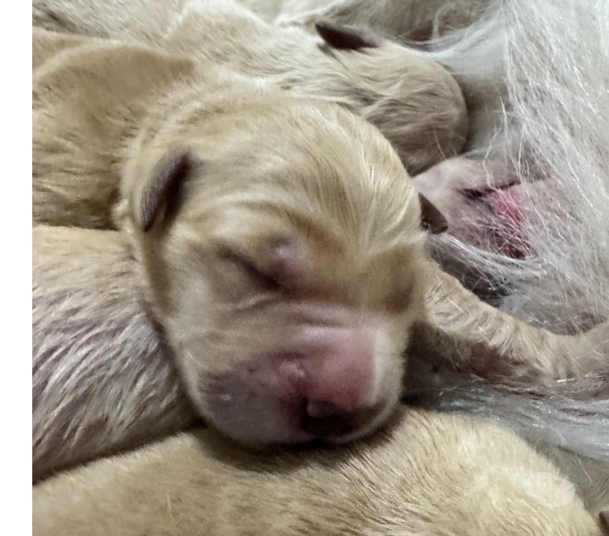 Animais Estimação à Venda Sorocaba SP - Fotos para filhotes de Golden