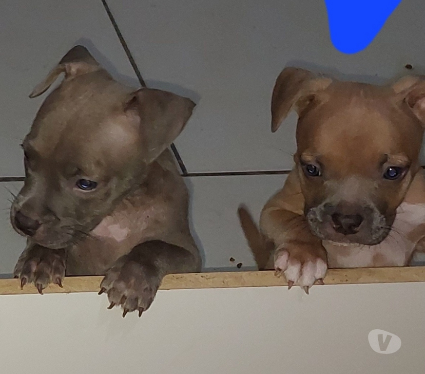 Animais Estimação à Venda Rio de Janeiro RJ Centro - Fotos para American bully Standard