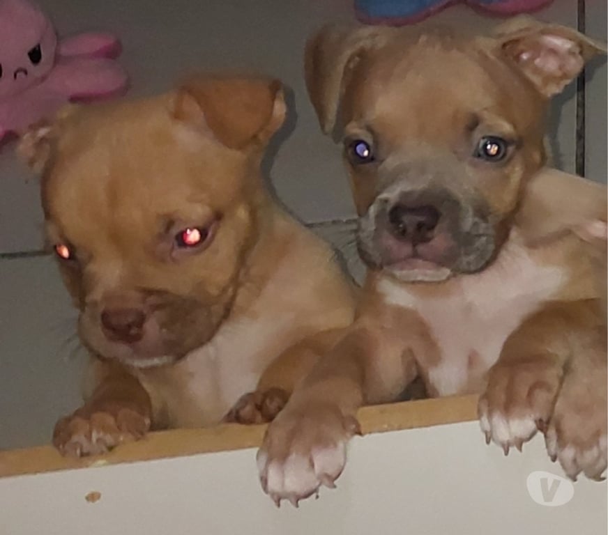 Animais Estimação à Venda Rio de Janeiro RJ Centro - Fotos para American bully Standard