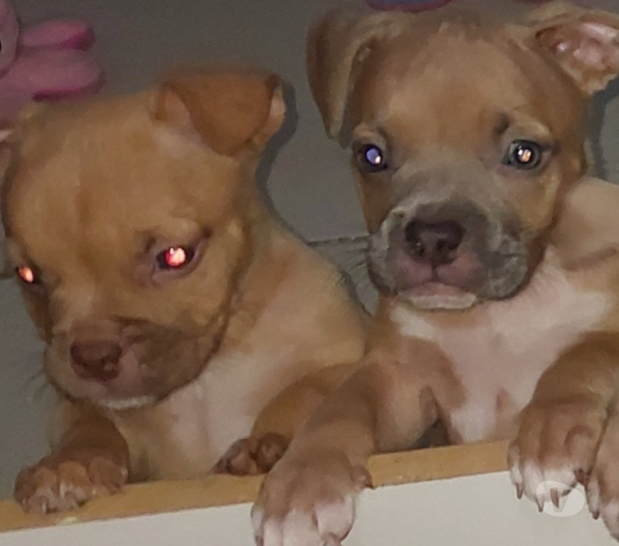 Animais Estimação à Venda Rio de Janeiro RJ Centro - Fotos para American bully Standard