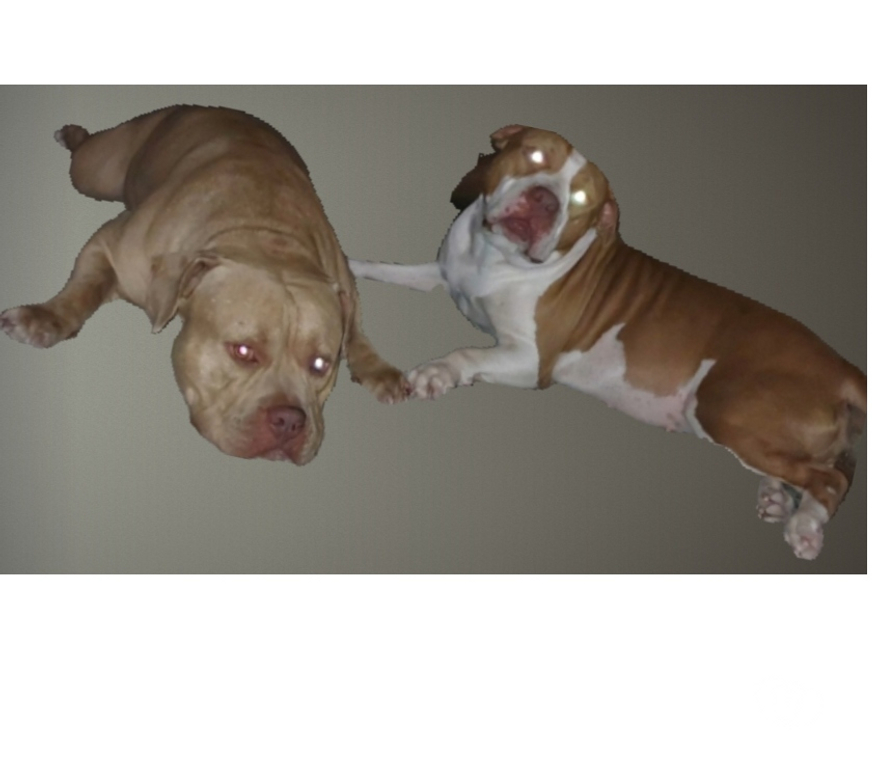 Animais Estimação à Venda Rio de Janeiro RJ Centro - Fotos para American bully Standard