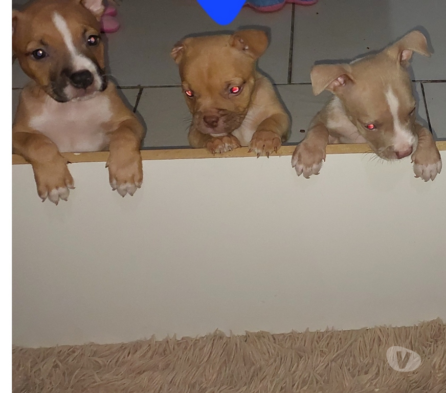 Animais Estimação à Venda Rio de Janeiro RJ Centro - Fotos para American bully Standard