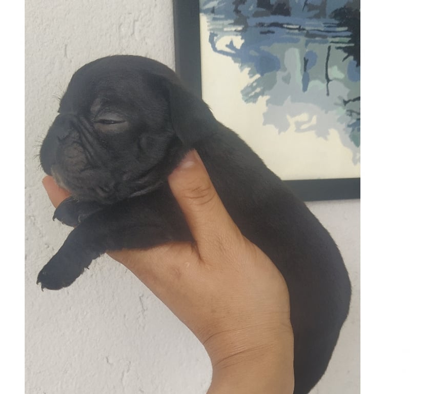 Animais Estimação à Venda Araucaria PR - images_alt_text Buldogue francês macho