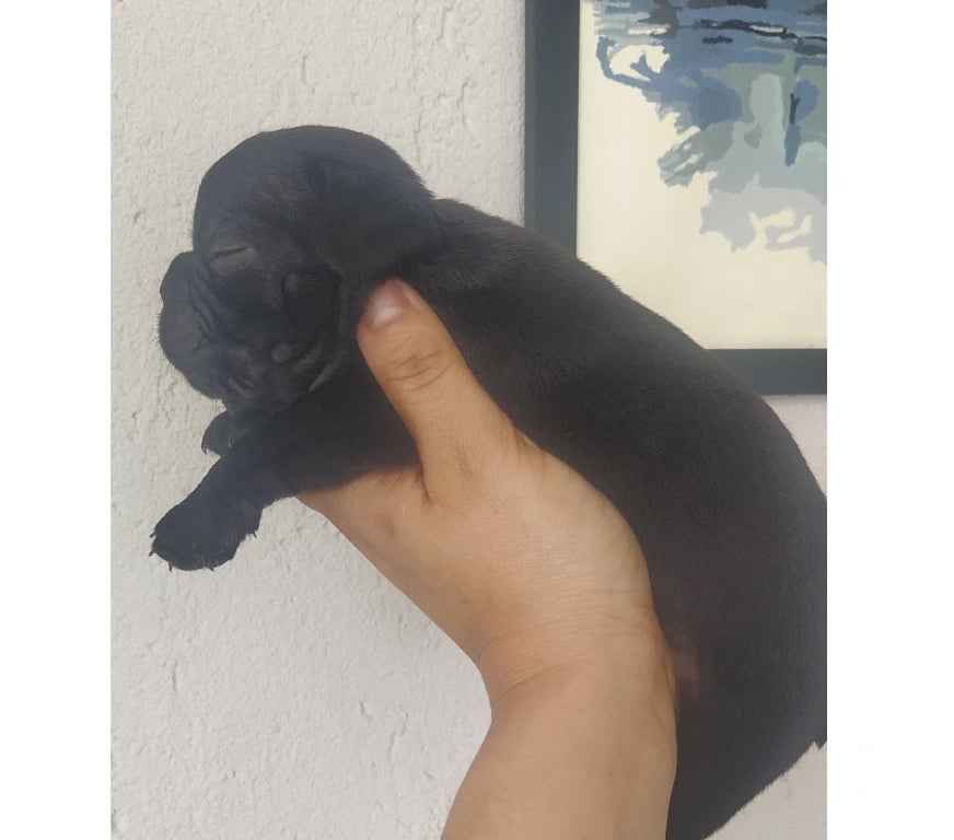 Animais Estimação à Venda Araucaria PR - images_alt_text Buldogue francês macho