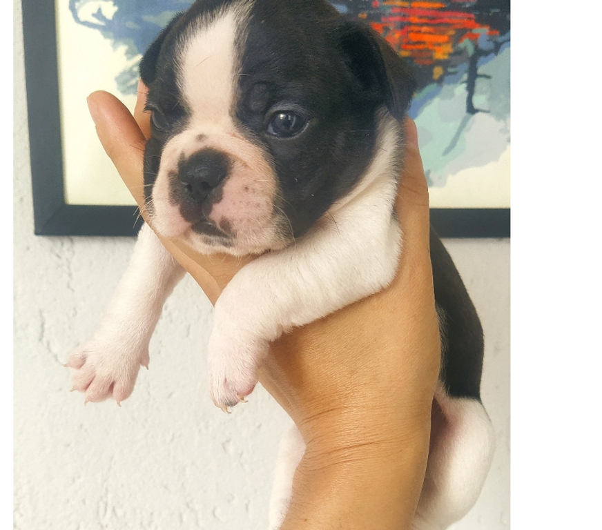 Animais Estimação à Venda Araucaria PR - images_alt_text Buldogue francês macho