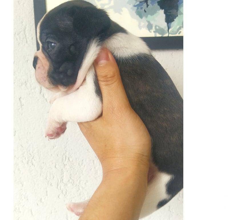 Animais Estimação à Venda Araucaria PR - images_alt_text Buldogue francês macho