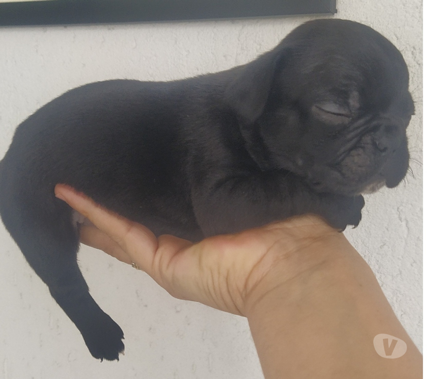 Animais Estimação à Venda Araucaria PR - images_alt_text Buldogue francês macho