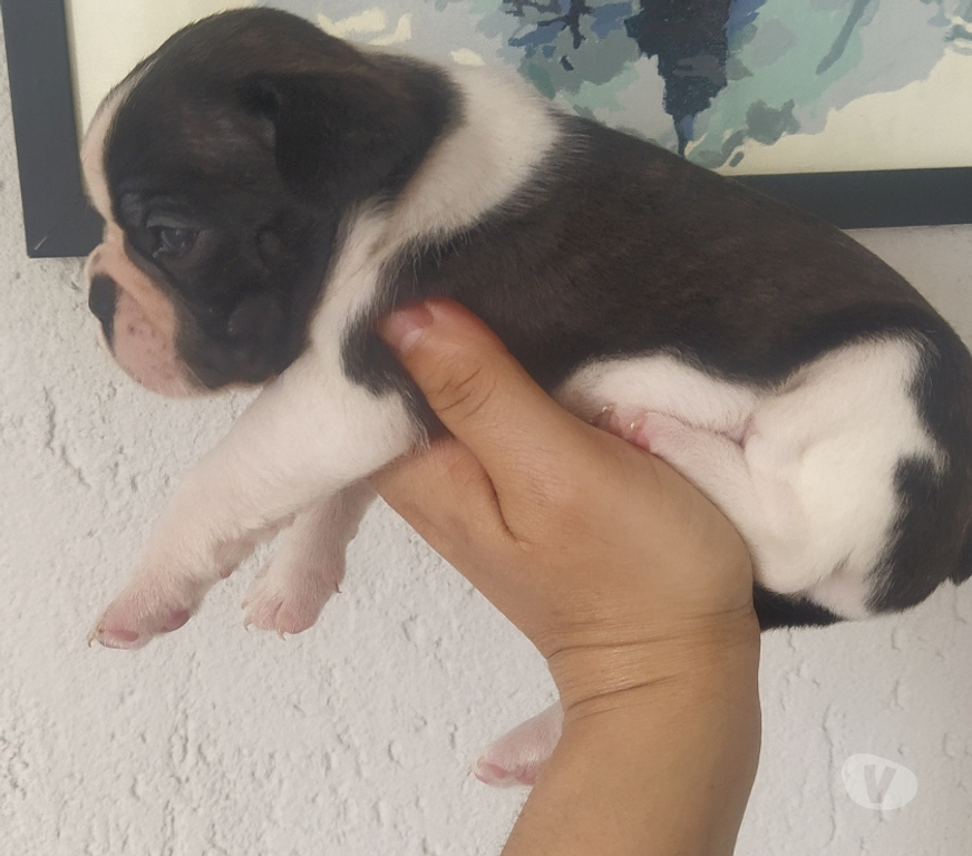 Animais Estimação à Venda Araucaria PR - images_alt_text Buldogue francês macho