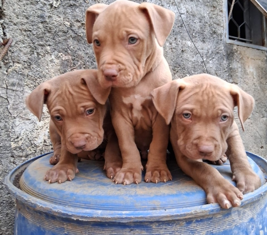 Animais Estimação à Venda Sao Jose dos Campos SP - Fotos para Filhote de Pit monster