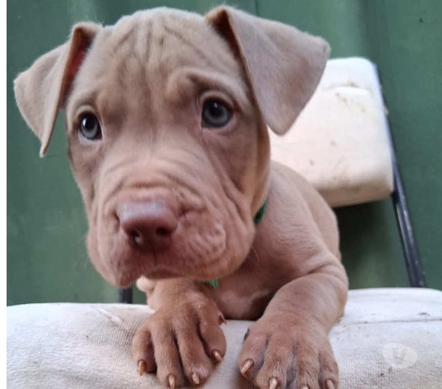 Animais Estimação à Venda Sao Jose dos Campos SP - Fotos para Filhote de Pit monster