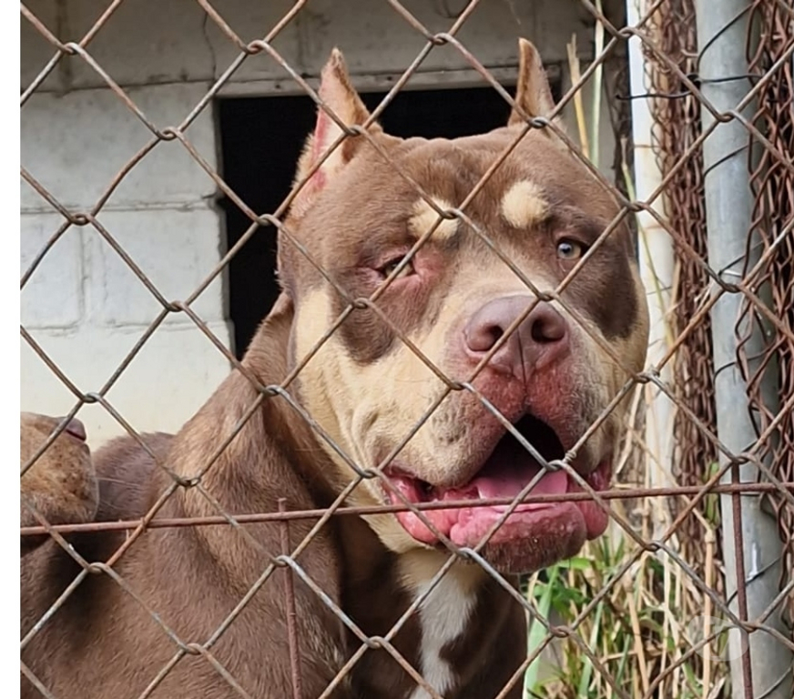Animais Estimação à Venda Sao Jose dos Campos SP - Fotos para Filhote de Pit monster