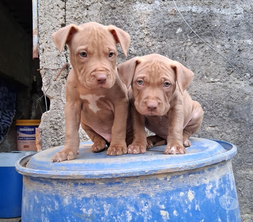 Animais Estimação à Venda Sao Jose dos Campos SP - Fotos para Filhote de Pit monster