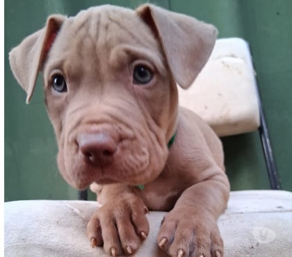 Animais Estimação à Venda - Fotos para Filhote de Pit monster