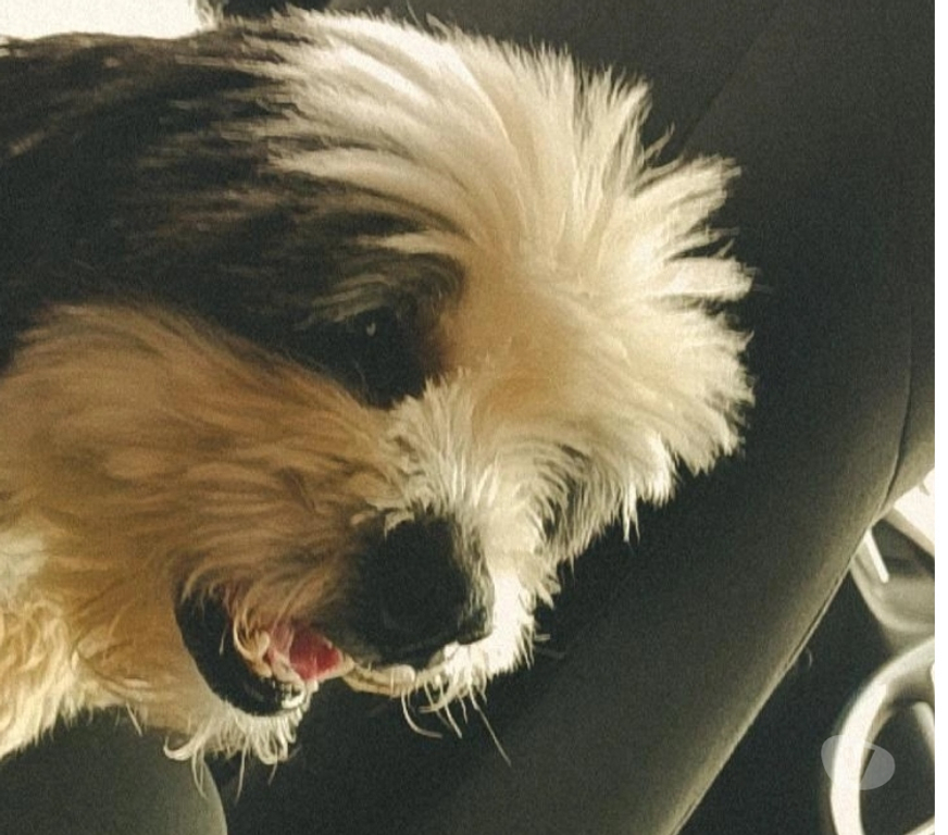 Animais Estimação à Venda Sao Paulo SP Jabaquara - Fotos para Vendendo shitzu macho adulto