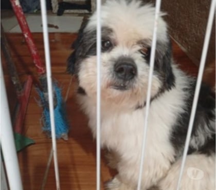 Animais Estimação à Venda Jabaquara Sao Paulo SP - Fotos para Vendendo shitzu macho adulto