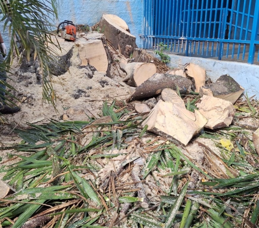 Outros serviços Sao Paulo SP Capela do Socorro - Fotos para Corte e Poda de Manutenção e Corte de Limpeza