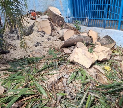 Outros serviços Capela do Socorro Sao Paulo SP - Fotos para Corte e Poda de Manutenção e Corte de Limpeza