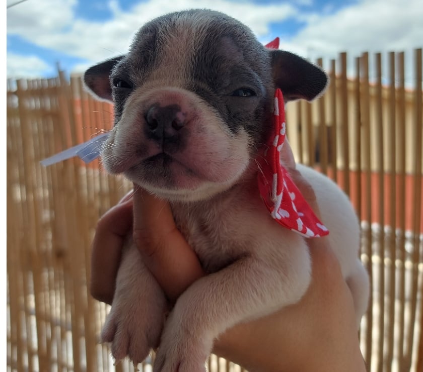 Animais estimação à venda Pirituba Sao Paulo SP - Fotos para American Bully micro