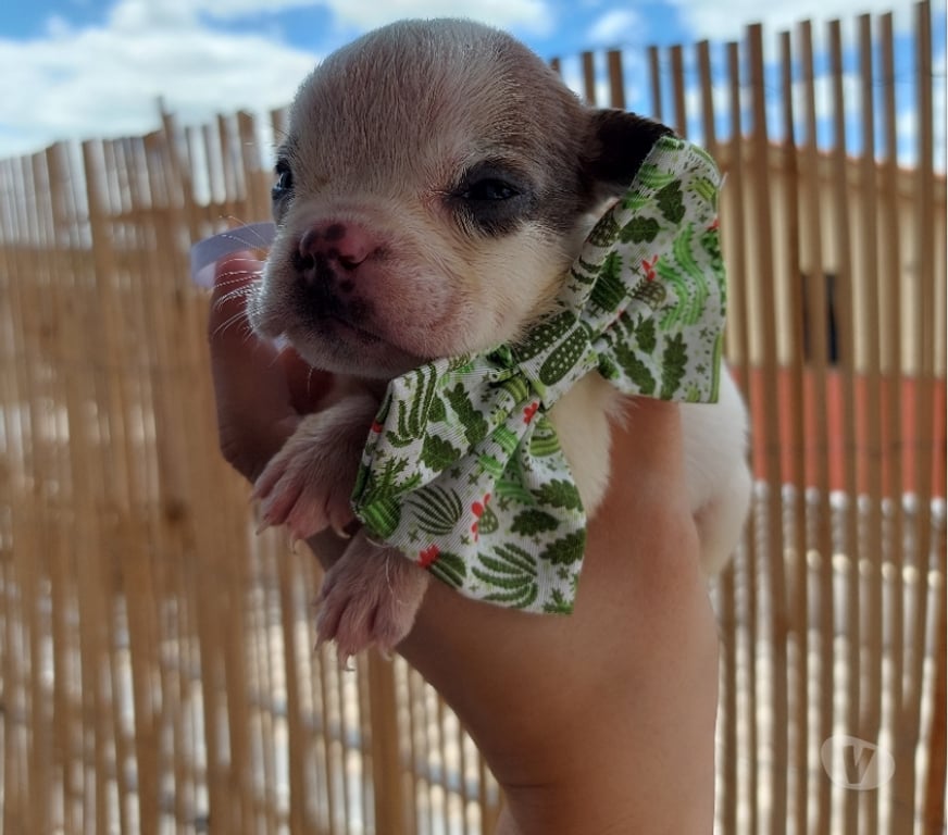 Animais Estimação à Venda Sao Paulo SP Pirituba - Fotos para American Bully micro