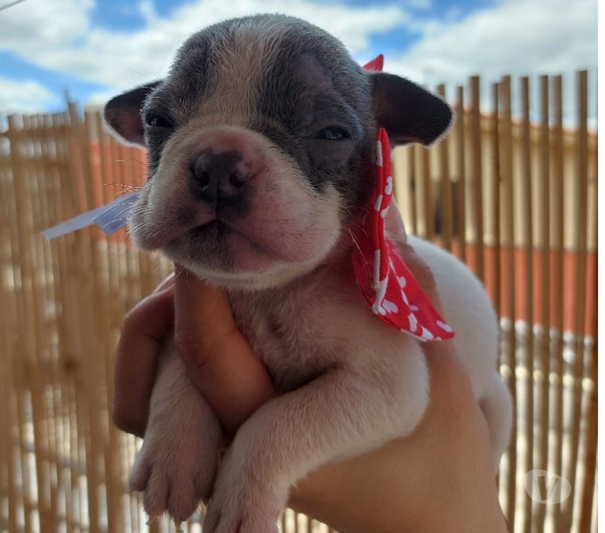 Animais Estimação à Venda Sao Paulo SP Pirituba - Fotos para American Bully micro