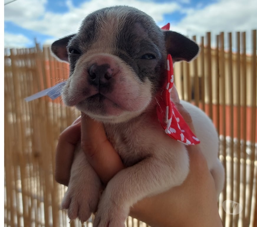 Animais Estimação à Venda Sao Paulo SP Pirituba - Fotos para American Bully micro