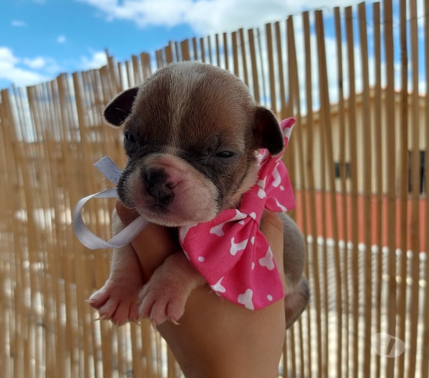 Animais Estimação à Venda Sao Paulo SP Pirituba - Fotos para American Bully micro