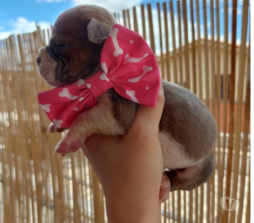 Animais Estimação à Venda Sao Paulo SP Pirituba - Fotos para American Bully micro