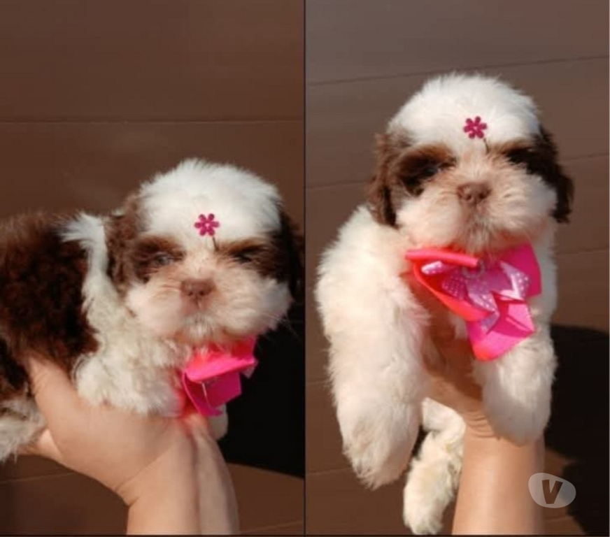Animais Estimação à Venda Rio de Janeiro RJ Campo Grande, Rio de Janeiro - Fotos para Filhote de Shitzu fêmea