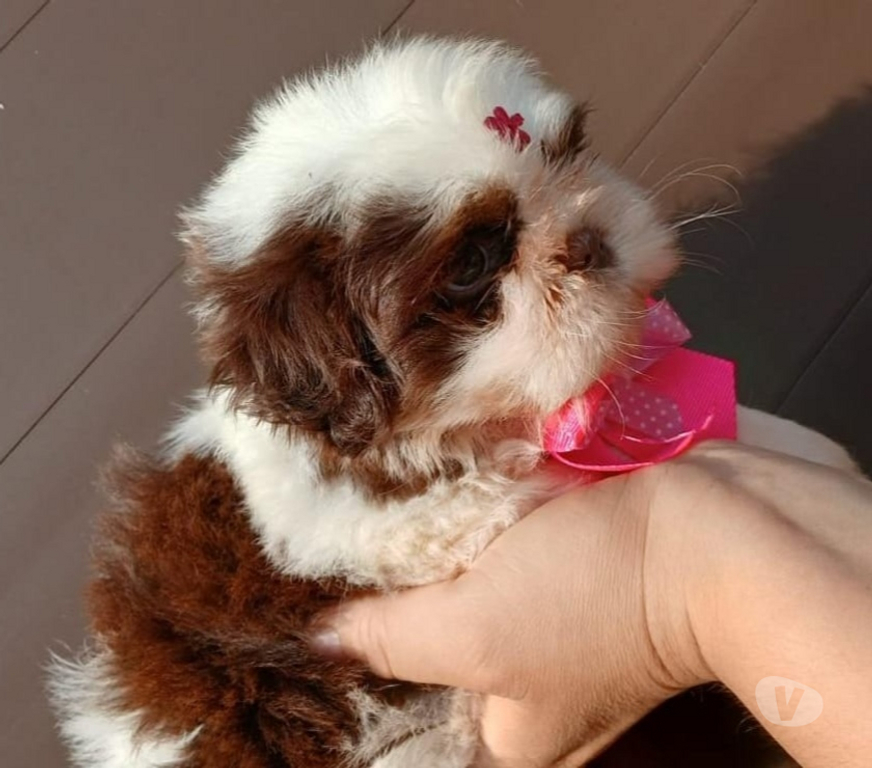 Animais Estimação à Venda Rio de Janeiro RJ Campo Grande, Rio de Janeiro - Fotos para Filhote de Shitzu fêmea