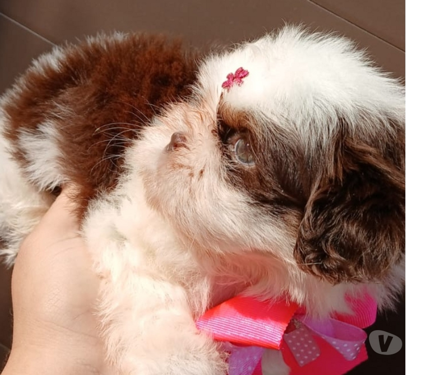 Animais Estimação à Venda Rio de Janeiro RJ Campo Grande, Rio de Janeiro - Fotos para Filhote de Shitzu fêmea