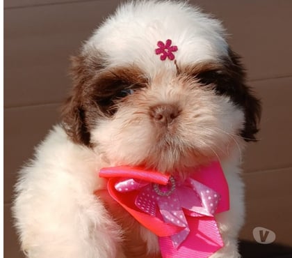 Animais Estimação à Venda Campo Grande, Rio de Janeiro Rio de Janeiro RJ - Fotos para Filhote de Shitzu fêmea