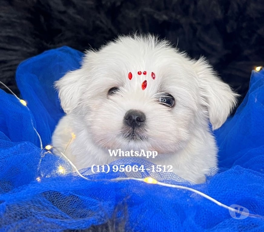 Animais Estimação à Venda Grande Sao Paulo SP Osasco - Fotos para Maltês Baby Face