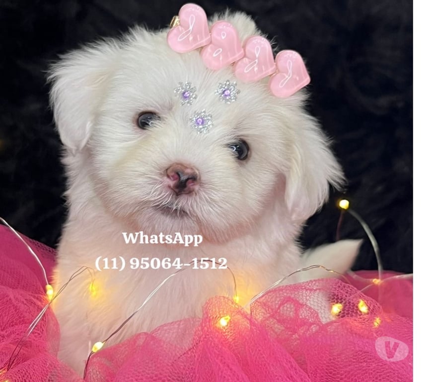 Animais Estimação à Venda Grande Sao Paulo SP Osasco - Fotos para Maltês Baby Face
