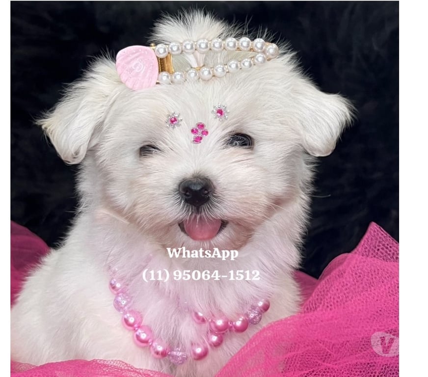 Animais Estimação à Venda Grande Sao Paulo SP Osasco - Fotos para Maltês Baby Face