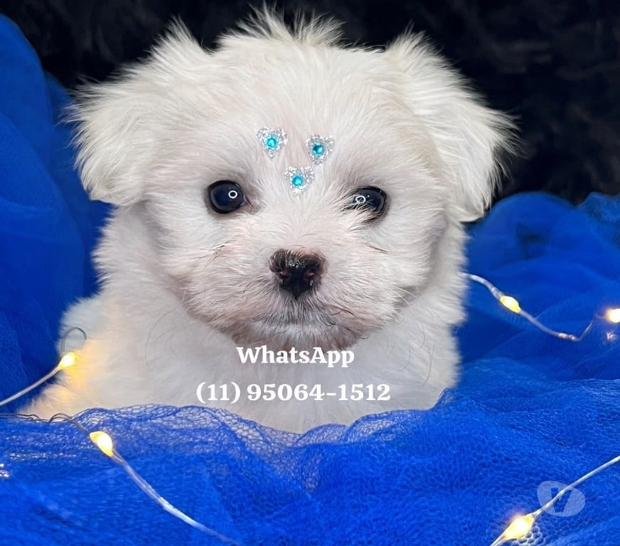 Animais Estimação à Venda Grande Sao Paulo SP Osasco - Fotos para Maltês Baby Face