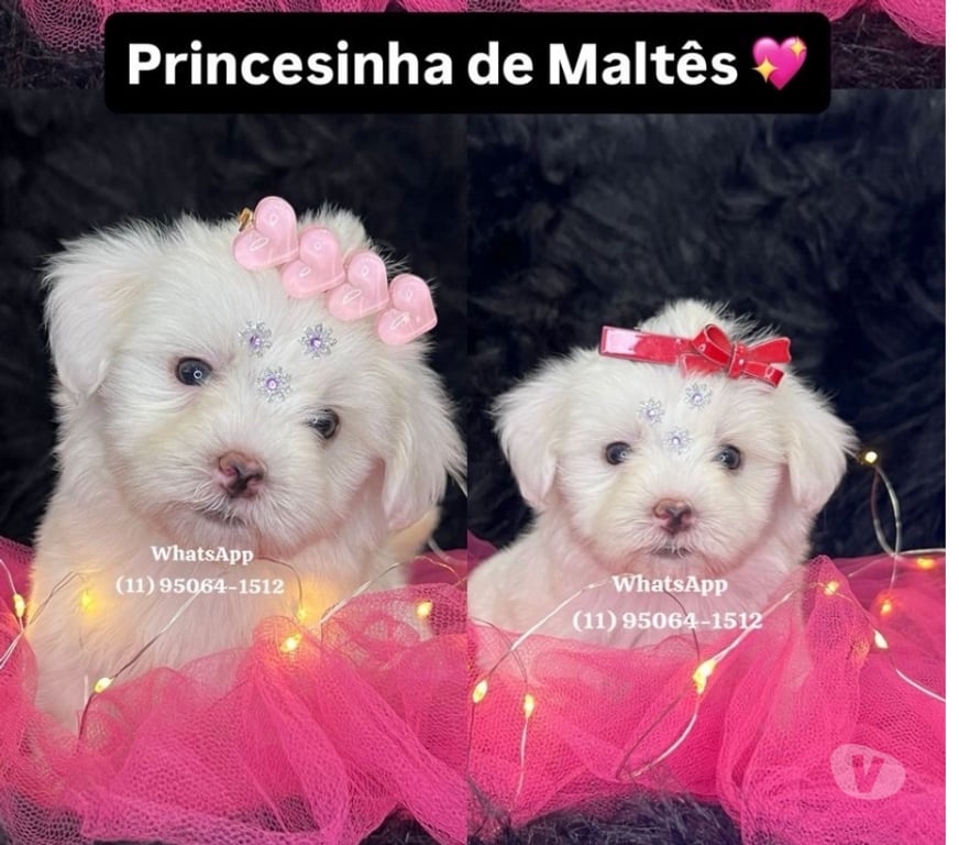 Animais Estimação à Venda Grande Sao Paulo SP Osasco - Fotos para Maltês Baby Face